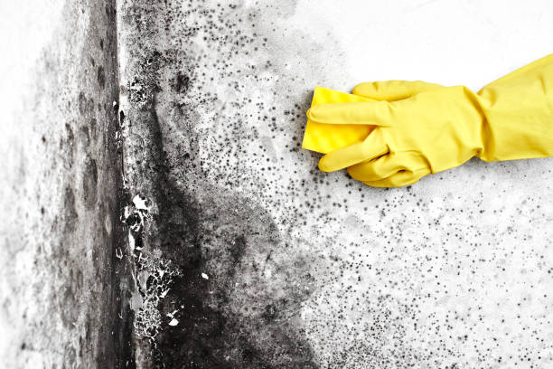 Best Black Mold Remediation in Abaster, AL