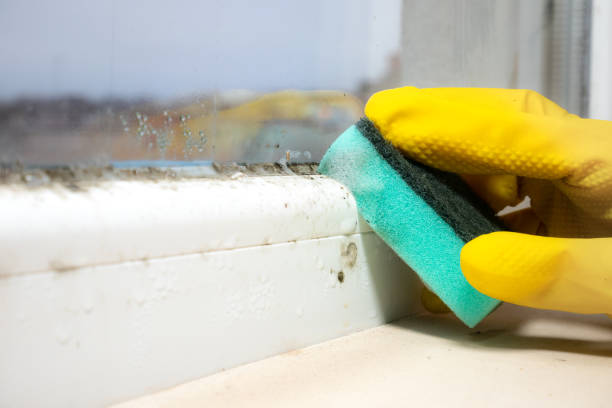 Best Mold Testing and Inspection Services in Abaster, AL