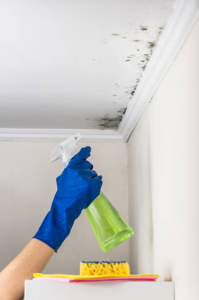 Best HVAC Mold Remediation in Abaster, AL